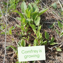 Load image into Gallery viewer, Herbal Comfrey Salve All Natural