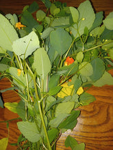 Load image into Gallery viewer, Jewelweed Salve